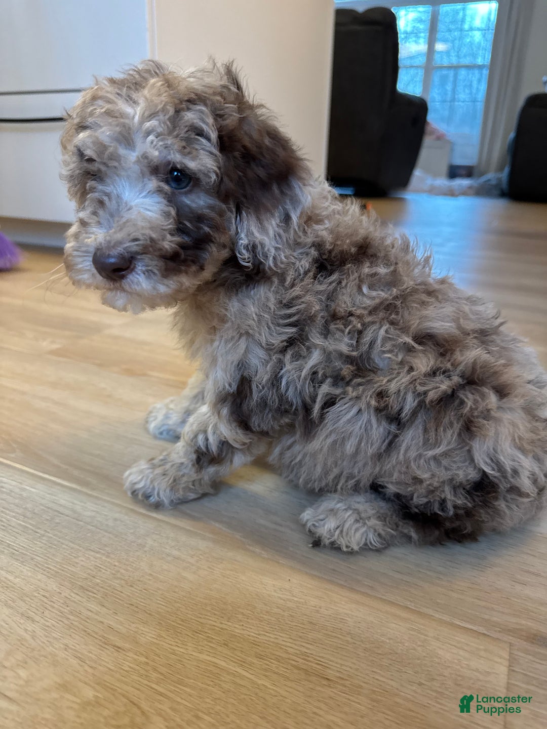 Mini Goldendoodle dogs for sale: Molly - Ad 6