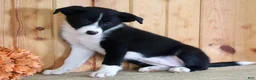Border Collie dogs for sale: Annie  - Ad 5