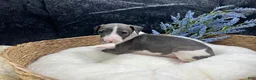 Italian Greyhound dogs for sale: Italian Greyhound 3 - Ad 6