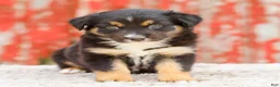 Australian Shepherd dogs for sale: Candace - Ad 2