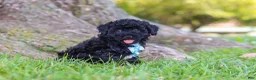 Maltipoo dogs for sale: Cookie - Ad 5
