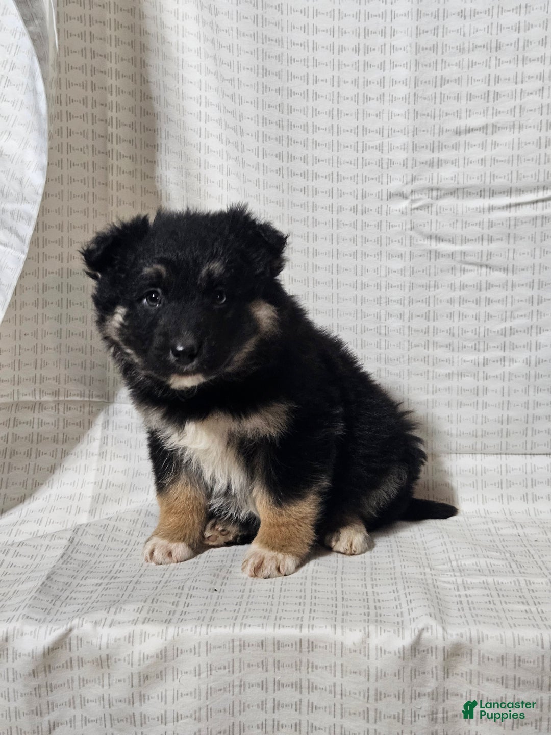 Mixed Breed dogs for sale: Brady - Ad 3