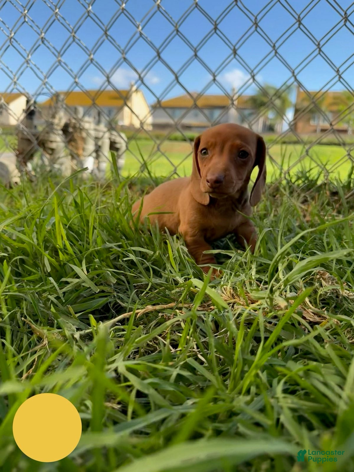 Miniature Dachshund dogs Toy Dachshund Female 1 - Ad 1