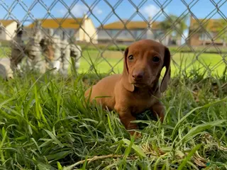 Miniature Dachshund dogs for sale: Toy Dachshund Female 1 - Ad 1