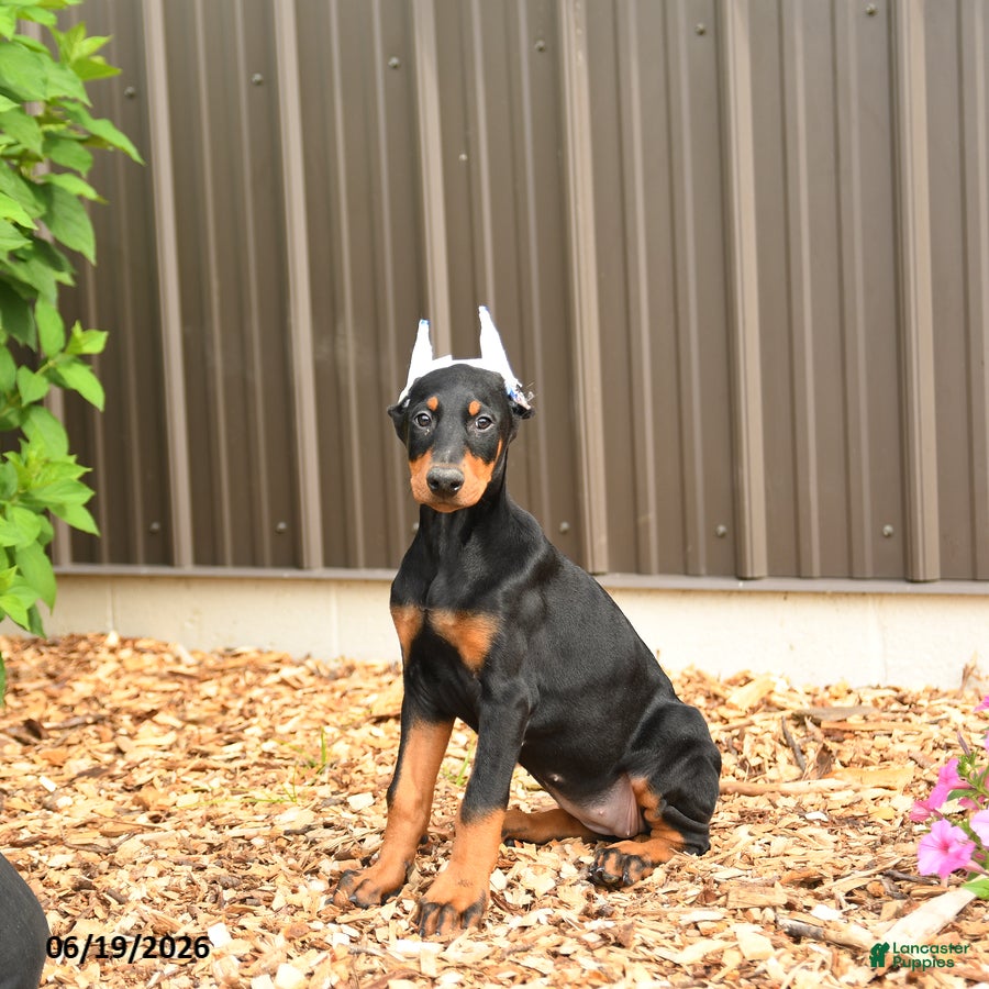 Doberman Pinscher dogs Doja - Ad 2