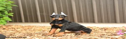 Doberman Pinscher dogs for sale: Doja - Ad 2