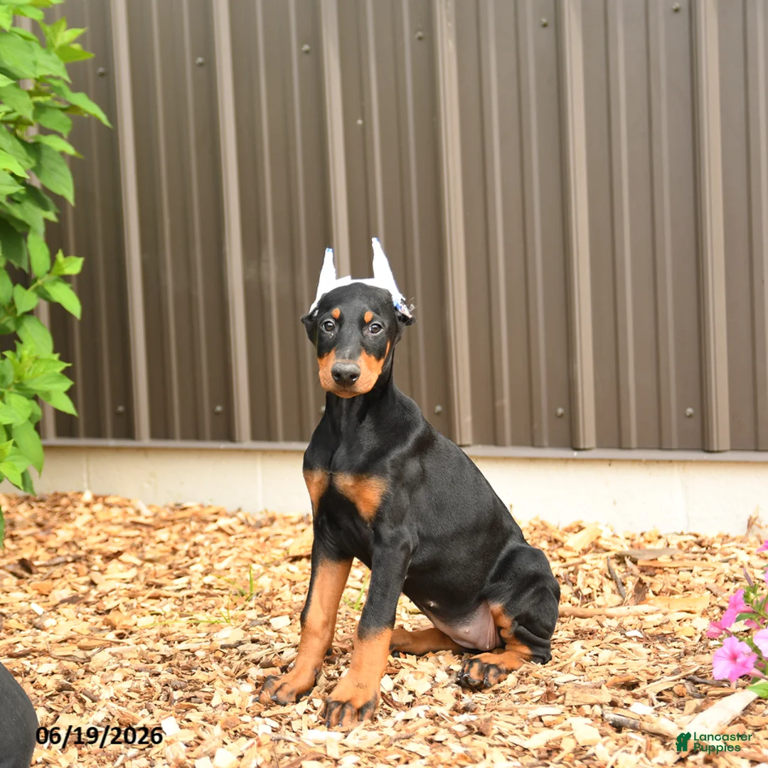 Doberman Pinscher dogs for sale: Doja - Ad 2