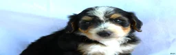 Bernedoodle dogs for sale: Sheldon - Ad 3