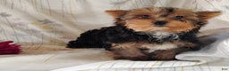 Yorkshire Terrier dogs for sale: Robbie - Ad 7