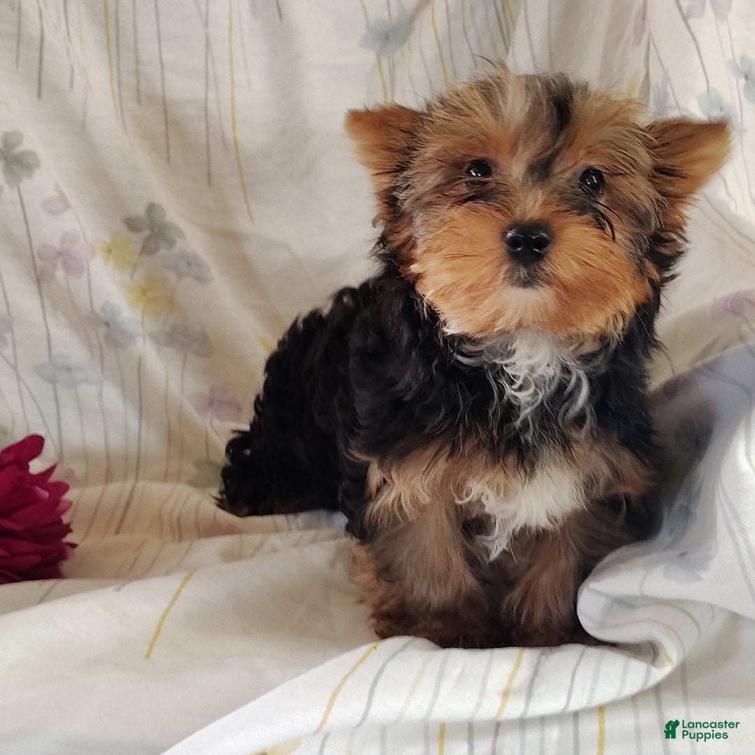 Yorkshire Terrier dogs for sale: Robbie - Ad 7
