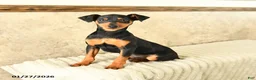 Miniature Pinscher dogs for sale: Gil  - Ad 2