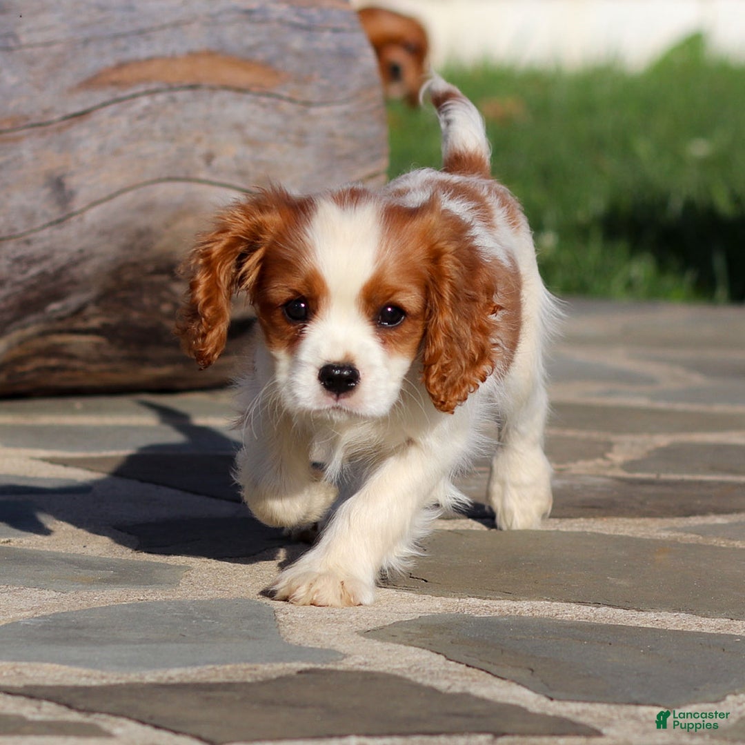 Cavalier King Charles Spaniel dogs for sale: Cash - Ad 12