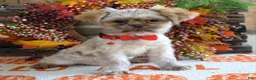 Shih Tzu dogs for sale: Riley - Ad 9