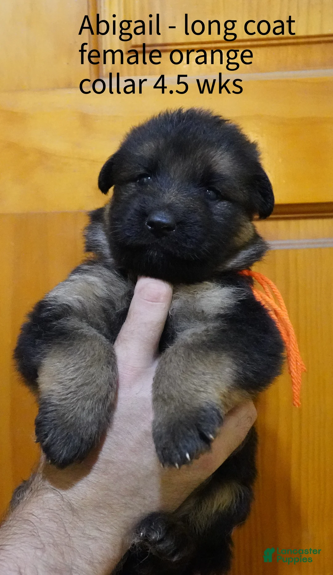 German Shepherd dogs for sale: German Shepherd 4 - Ad 2