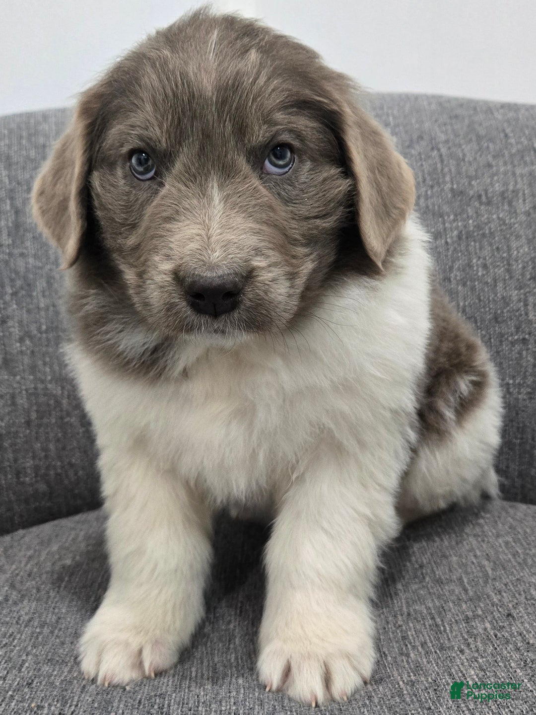 Newfoundland dogs for sale: Betsy - Ad 1