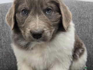 Newfoundland dogs Betsy - Ad 30