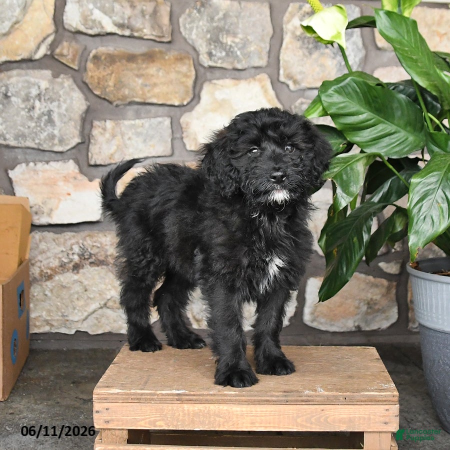 Double Doodle dogs Girlie - Ad 2
