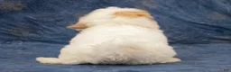 Havapoo dogs for sale: Duke - Ad 6
