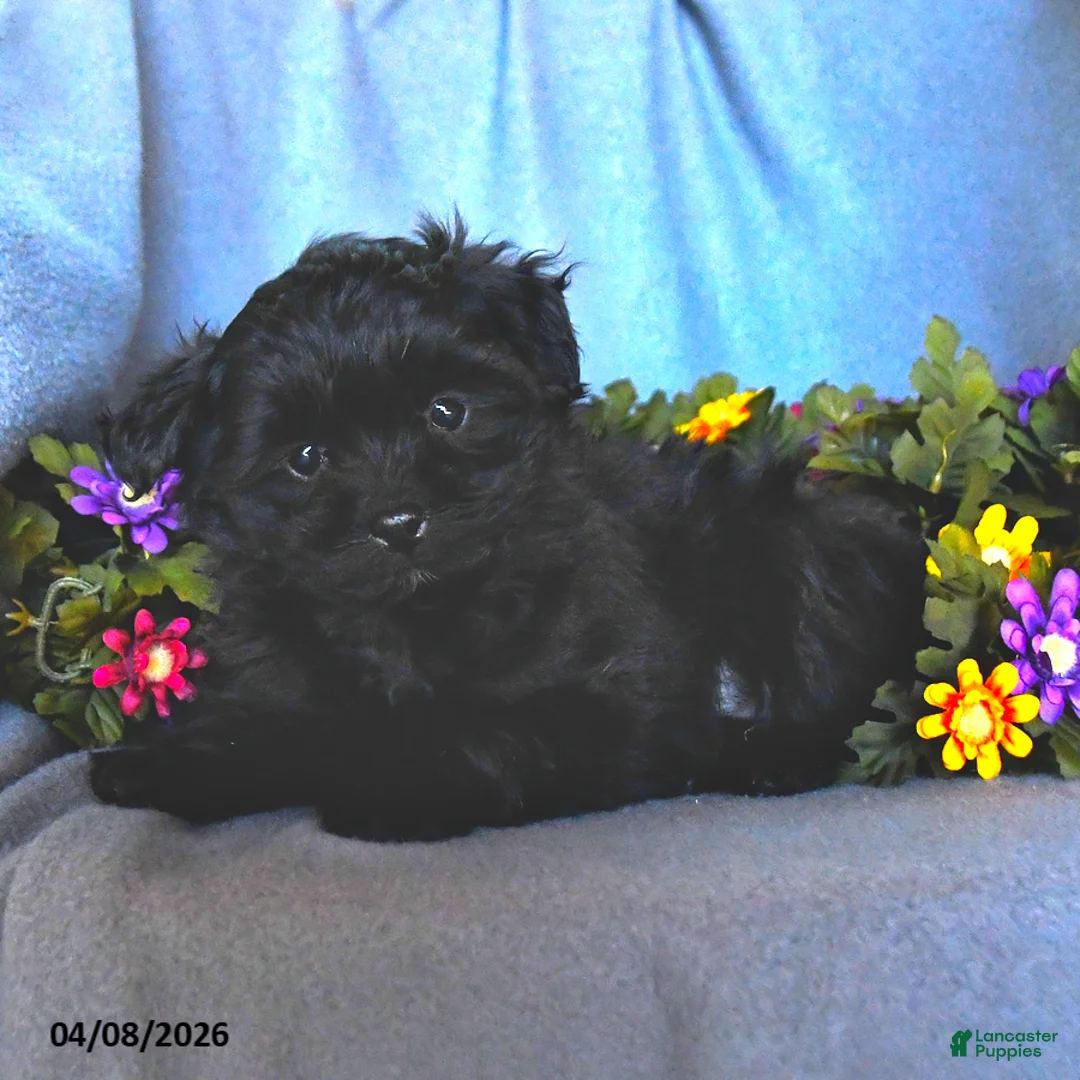 Pomapoo dogs for sale: Star - Ad 3