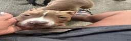American Pit Bull Terrier dogs for sale: American Pit Bull Terrier Puppy 2 - Ad 3