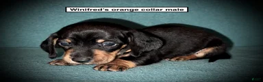 AKC Winifred's Orange Collar Male
