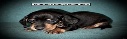 Dachshund dogs for sale: AKC Winifred's Orange Collar Male - Ad 1