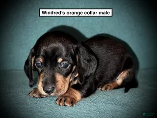 Dachshund dogs AKC Winifred's Orange Collar Male - Ad 8