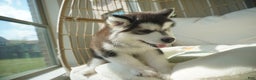 Alaskan Malamute dogs for sale: Xiao Cheng - Ad 7