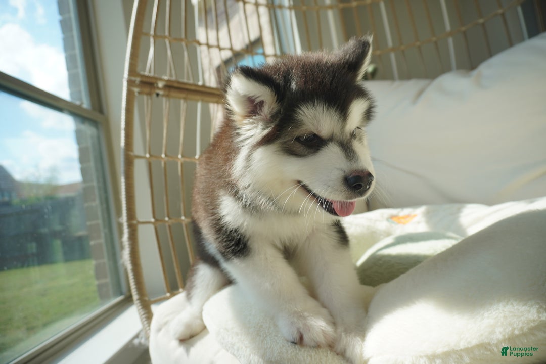 Alaskan Malamute dogs for sale: Xiao Cheng - Ad 7