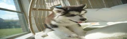 Alaskan Malamute dogs for sale: Xiao Cheng - Ad 6