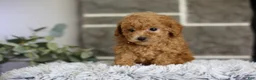 Toy Poodle dogs for sale: Reese  - Ad 4