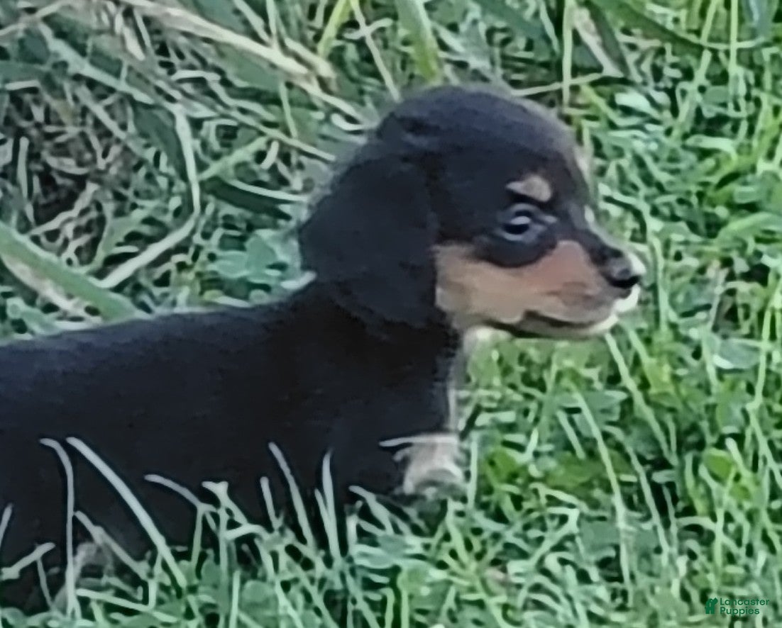 Miniature Dachshund dogs Miniature Dachshund 4 - Ad 1
