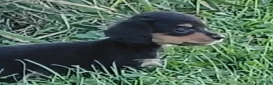 Miniature Dachshund 4