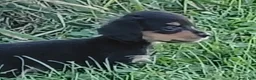 Miniature Dachshund dogs for sale: Miniature Dachshund 4 - Ad 1