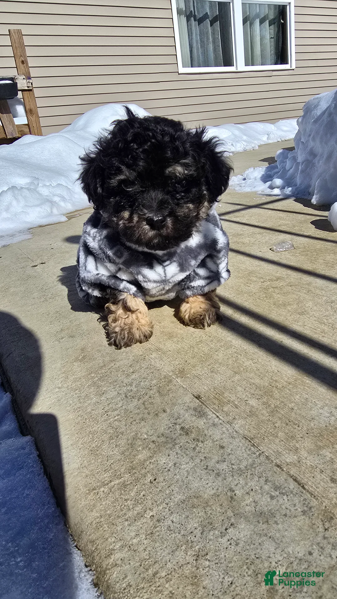 Toy Poodle dogs for sale: Blake - Ad 4