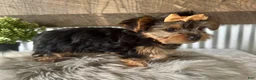 Yorkshire Terrier dogs for sale: Indy - Ad 4