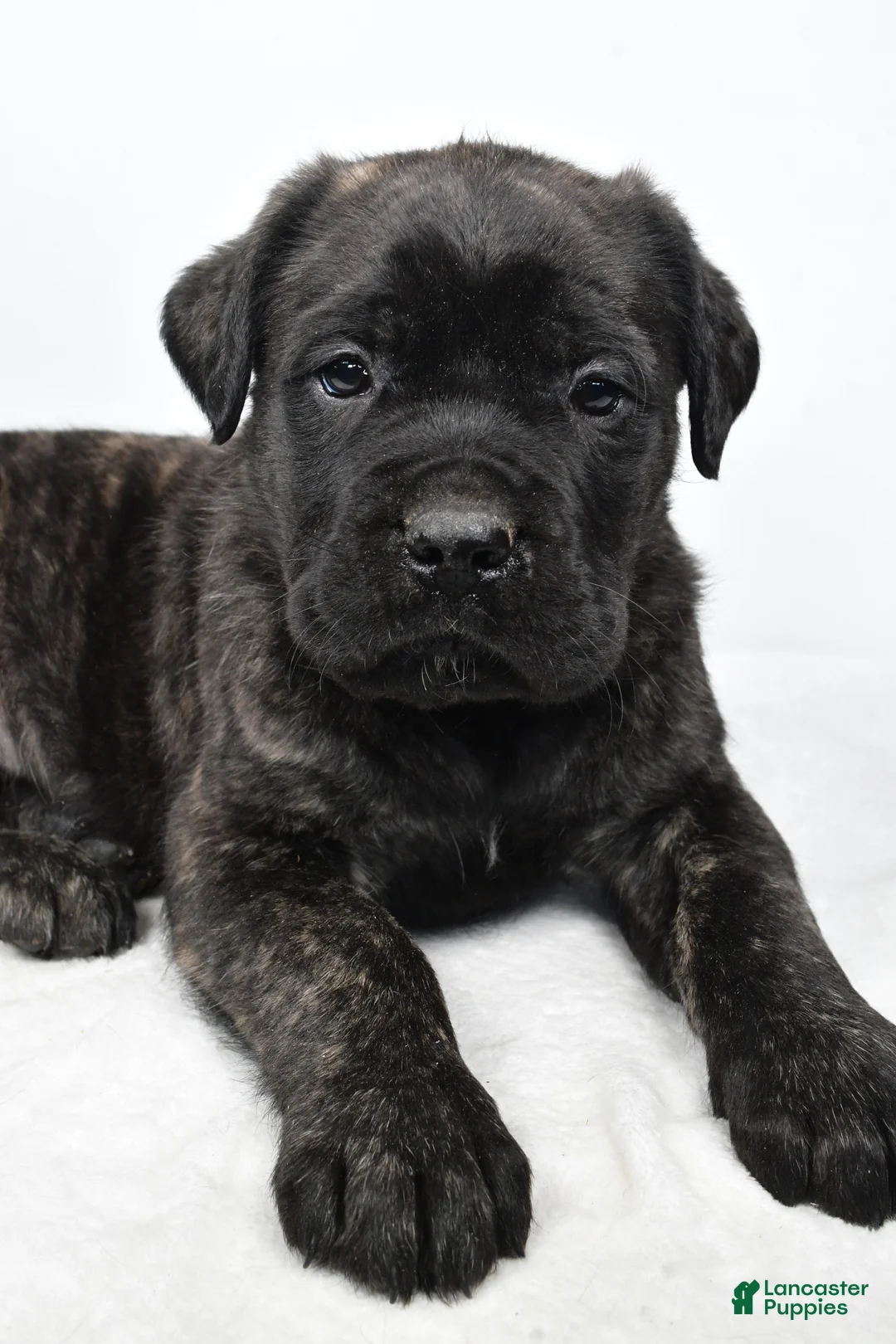 English Mastiff dogs for sale: Border - Ad 1