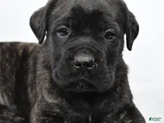 English Mastiff dogs Border - Ad 6