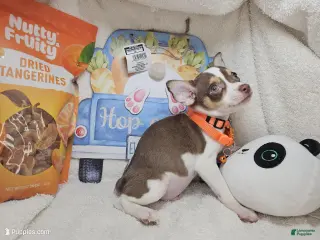 Chihuahua dogs Chihuahua Puppy 1 - Ad 36