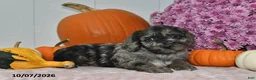 Cockapoo dogs for sale: Trevor - Ad 1