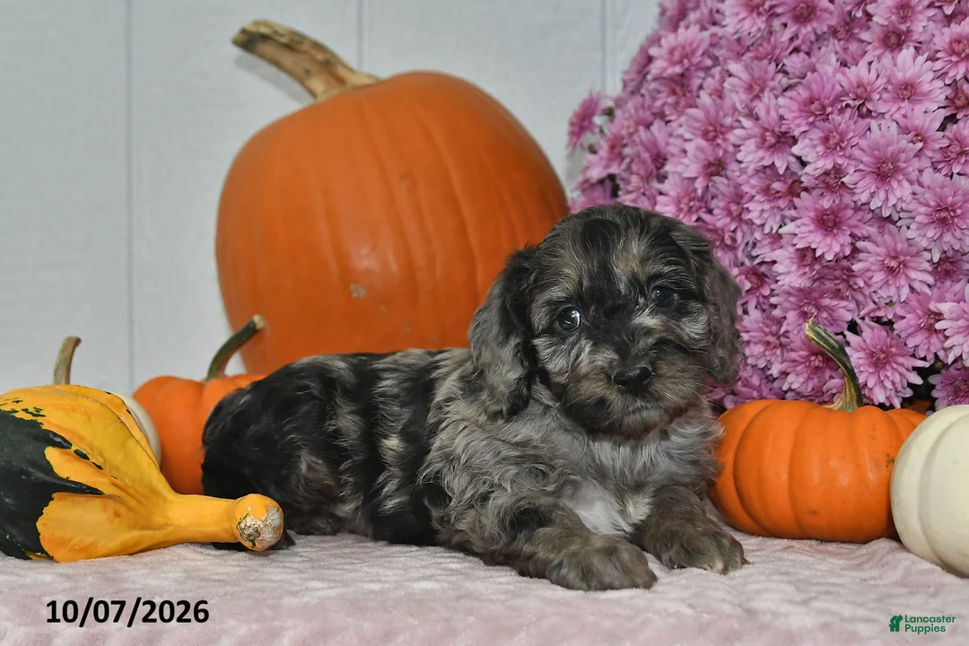 Cockapoo dogs for sale: Trevor - Ad 1
