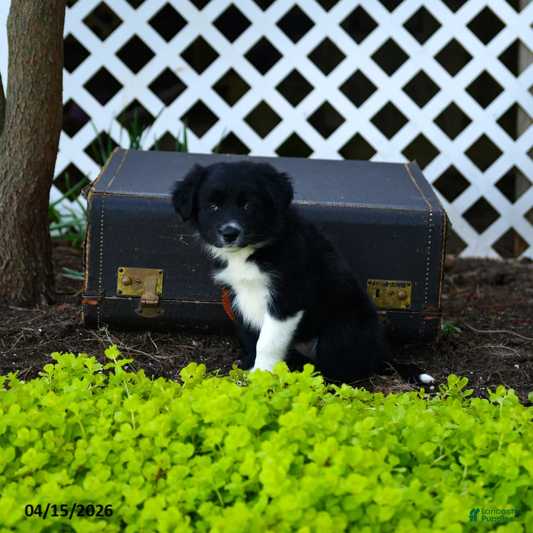 Border Collie dogs for sale: Lassie - Ad 3