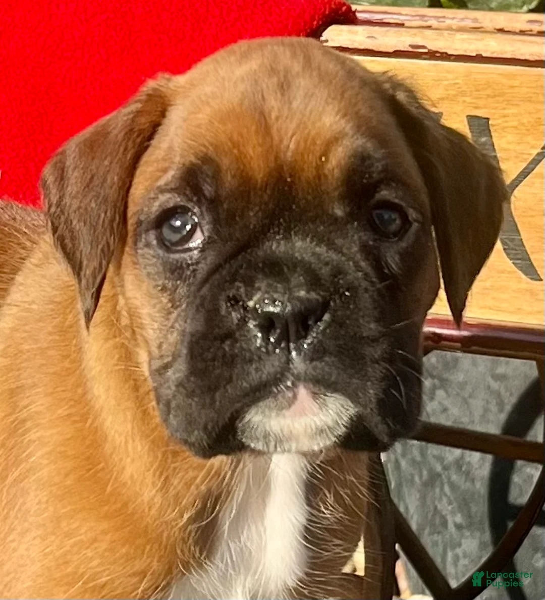 Boxer dogs for sale:  Luna🐾❤️Akc Reg❤️Hip Cert🐾❤️717-826-1899 - Ad 2