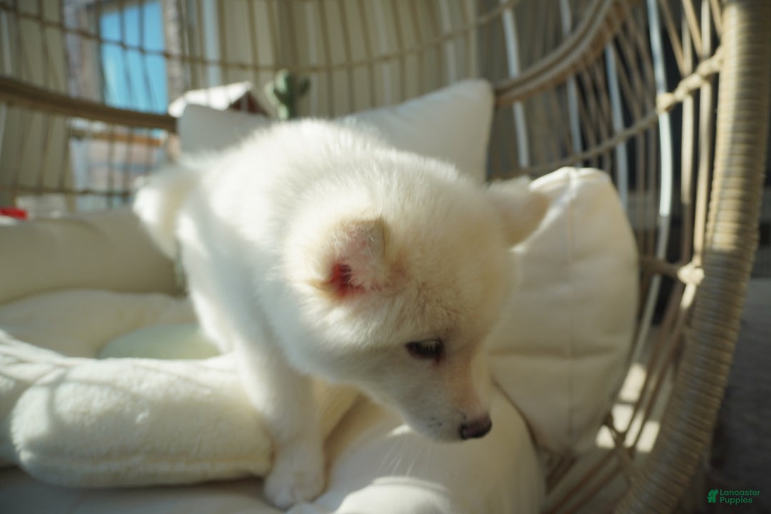 Alaskan Malamute dogs for sale: Xiao Lan - Ad 4