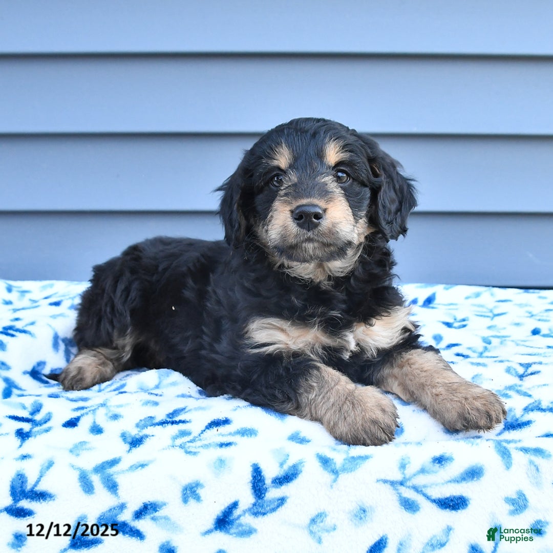 Mixed Breed dogs for sale: April - Ad 4