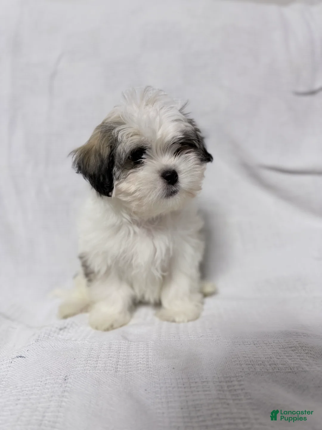 Malshi dogs for sale: Snoopy - Ad 2