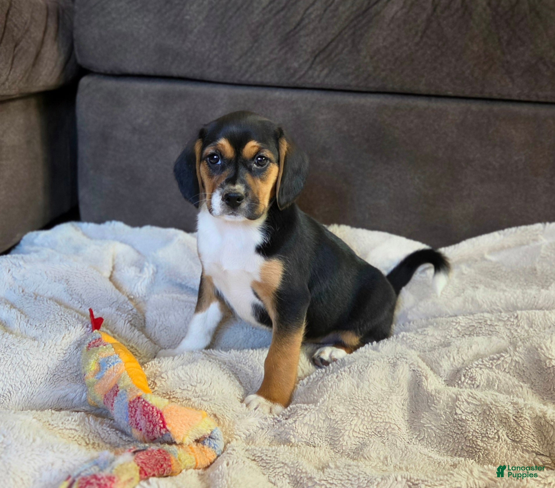 Puggle dogs Sissy - Ad 34