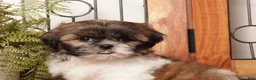 Shih Tzu dogs for sale: Willow - Playful Female Shih Tzu  - Ad 3