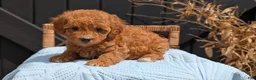 Havapoo dogs for sale: Macy - Ad 7