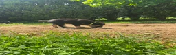 Goberian dogs for sale: Arrow - Ad 2